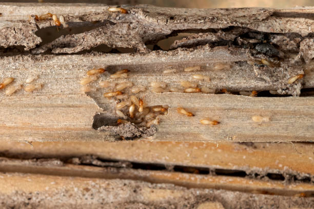 Best Residential Pest Control  in Hearne, TX